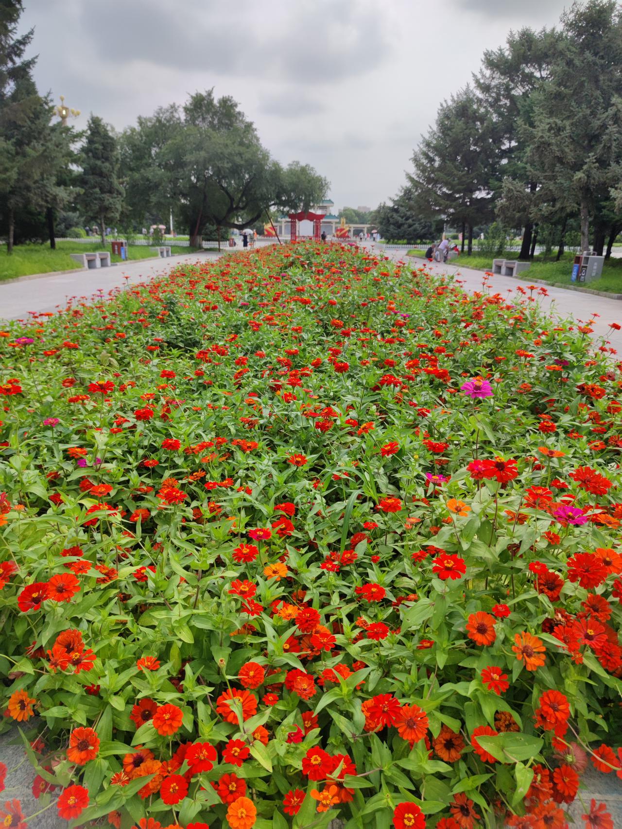 夏日风光无限美，到处都有打卡地。随拍一处小风景，留得美色在夏天