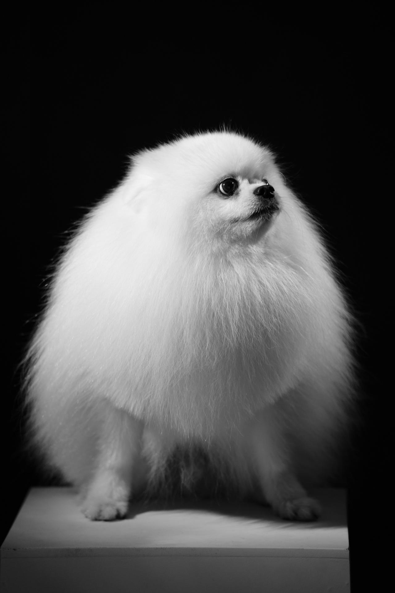 看看你们最可爱的小狗 宠物摄影 博美狗狗 宠物写真 毛孩子