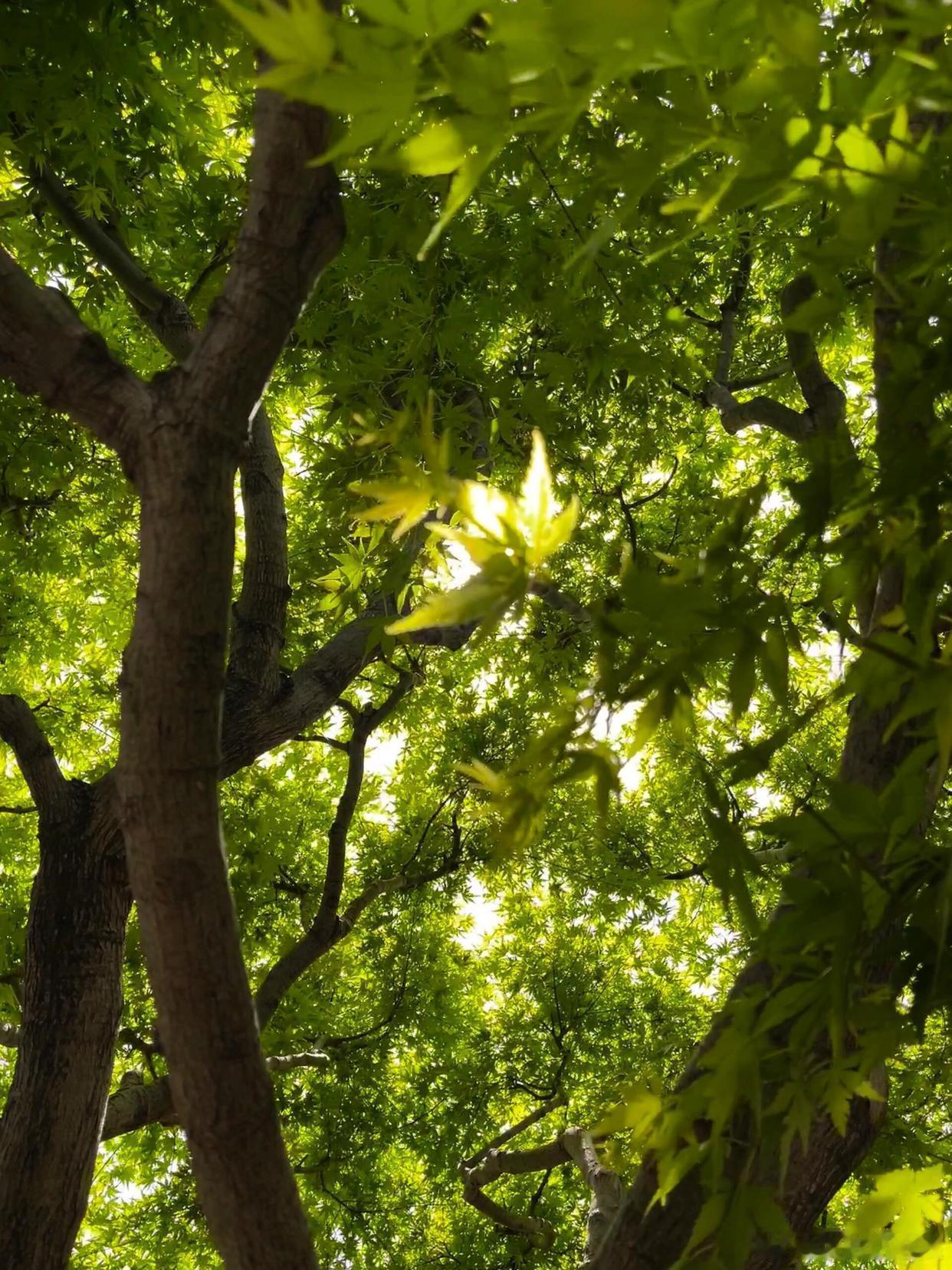  绿意漫染，心也慢下来了～ 