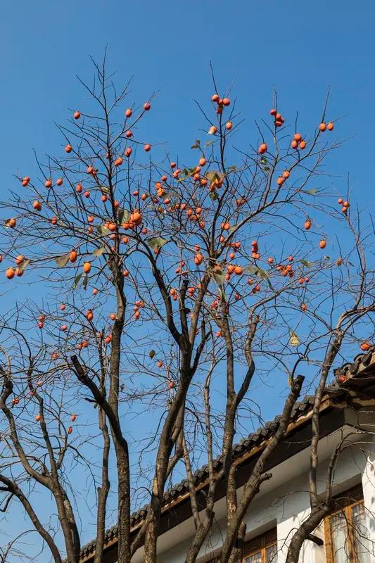 贾浅浅短诗让你高攀不起！
 
🍂 《柿子树》
 
原文
秋日的阳光
一直晒到树