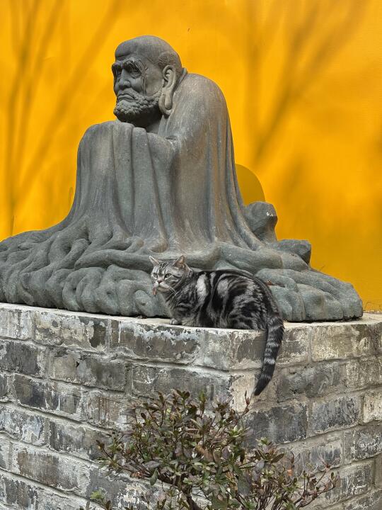 一只叫波波的肥猫，高座寺重量级选手🐱