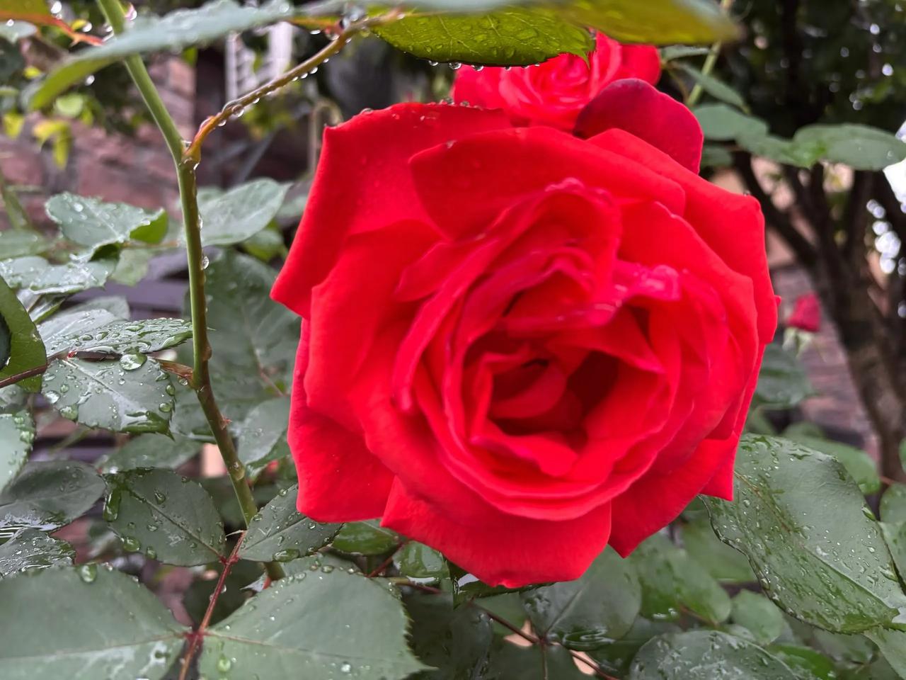 2026年4月23日 星期四

愿每一天前路皆光亮，
心存温柔念，日日皆安康。