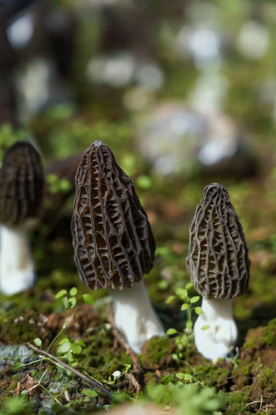 晒图笔记大赛羊肚菌