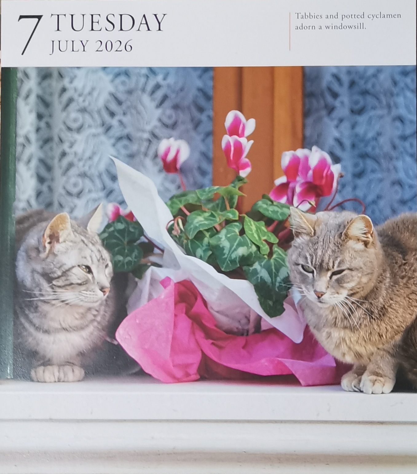 猫宁。天太热，多帅强弟，暂不出镜。一日二猫，洋猫中猫，昨日今日。
