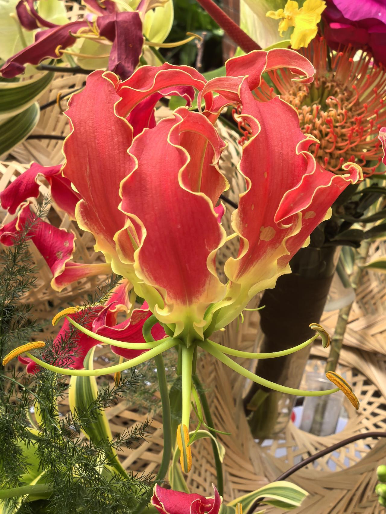 嘉兰百合，有“大女人之花”的美誉，为何是一种美丽的危险？
它既非兰花，也不是百合