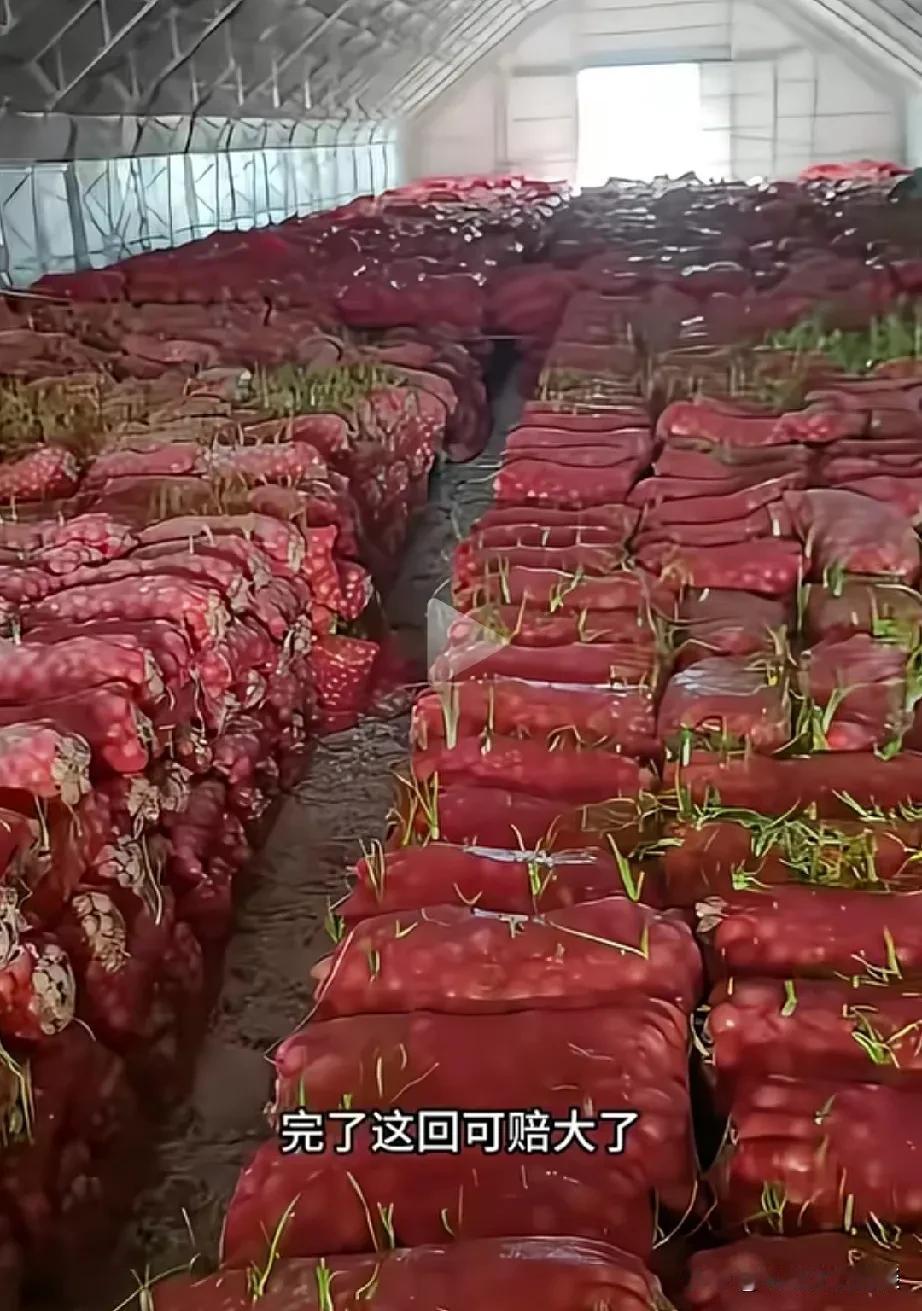 邻居家这一次的洋葱亏大了。邻居家年前进了一大批洋葱，准备大干一场，还专门搭了一个