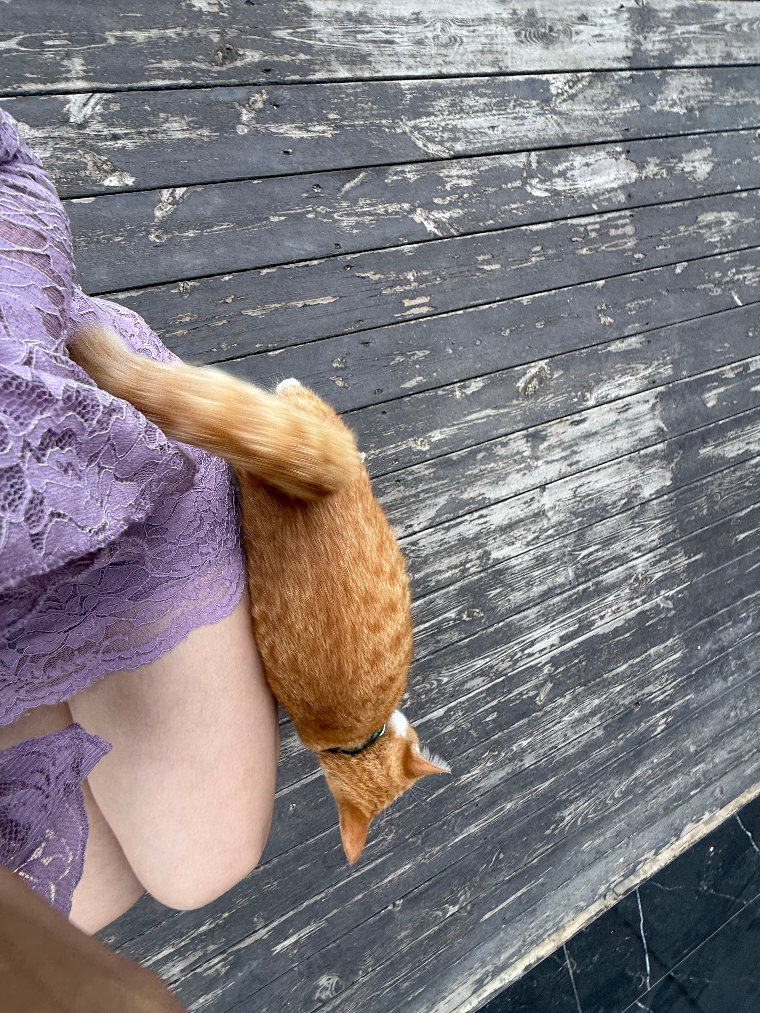 晚安(｡･ω･｡)给大家看看小骚猫