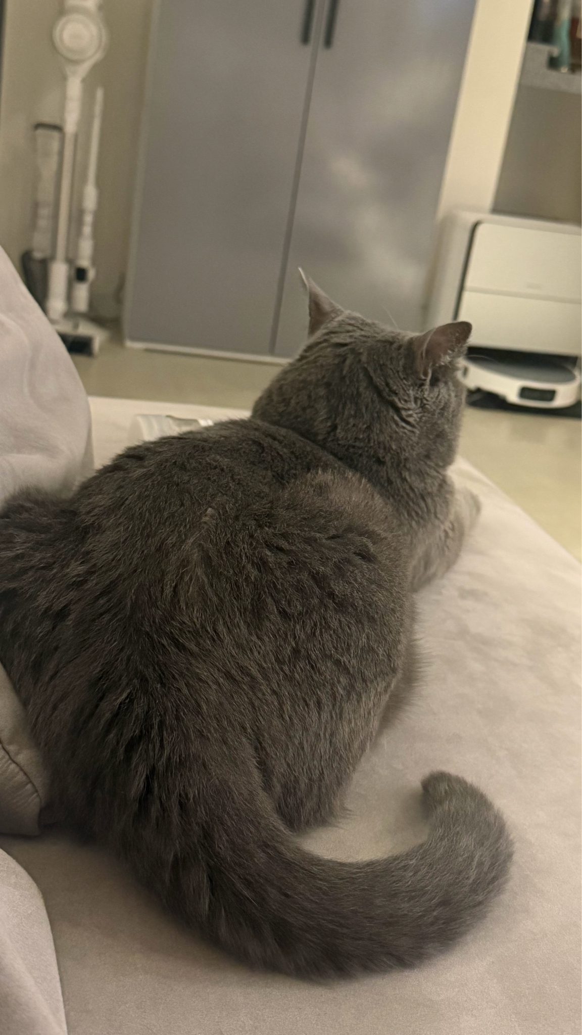 妈的看见这个肥猫的照片我就想笑啊啊啊啊啊 
