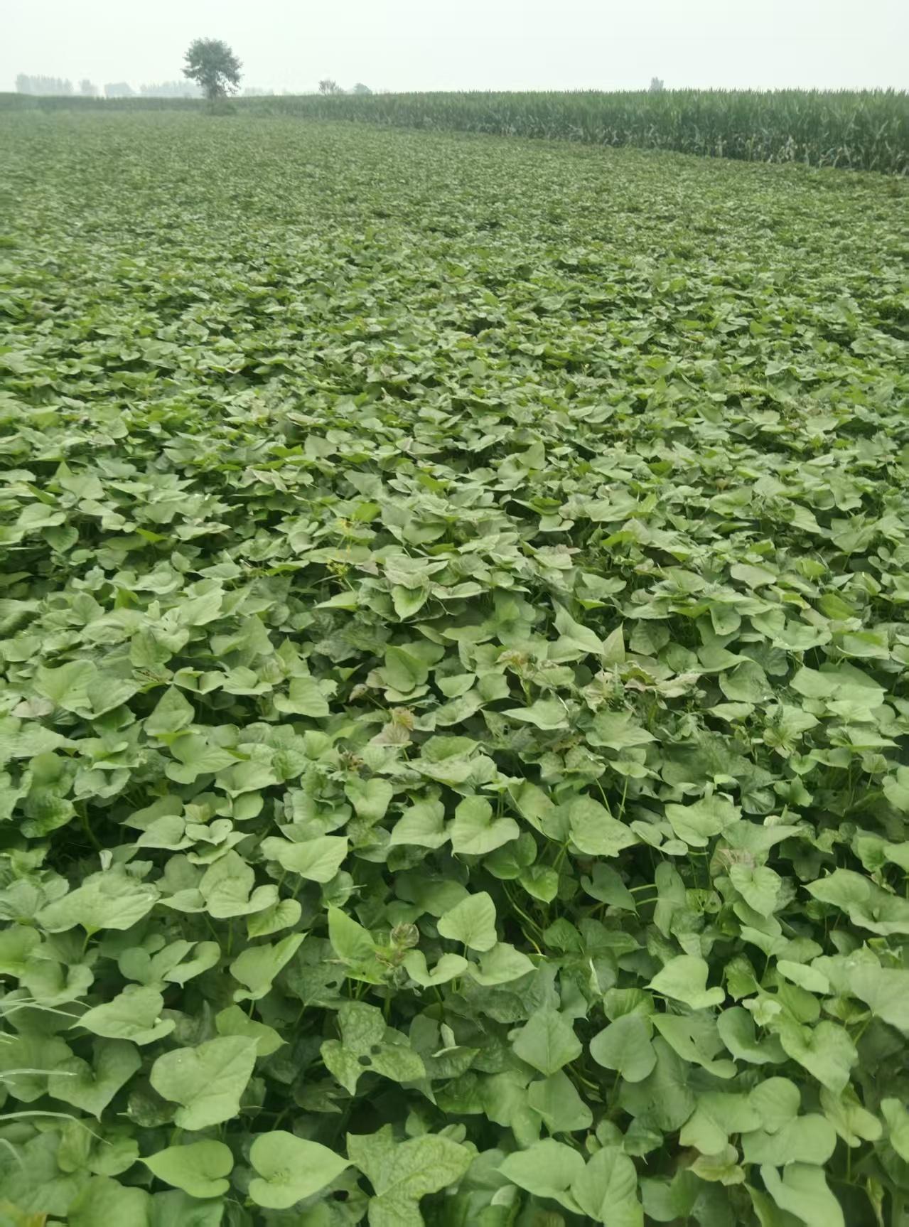 红薯是多年生植物吗?红薯属多年生植物，只要不低于8℃就可以正常生长。红薯秧蔓 红