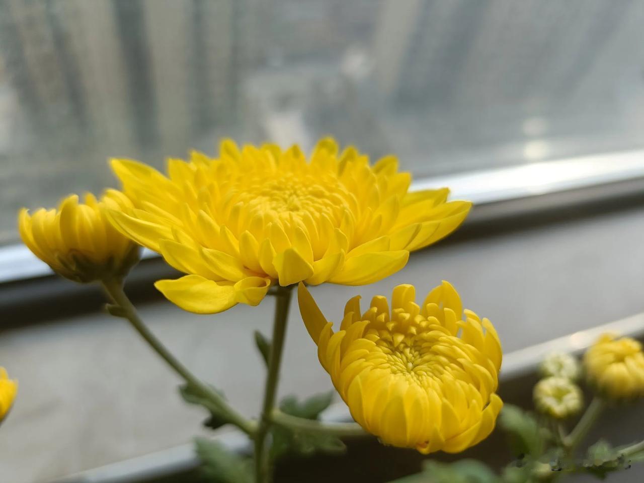 上联：冬去千山秀，诚邀下联春来万象新[比心]