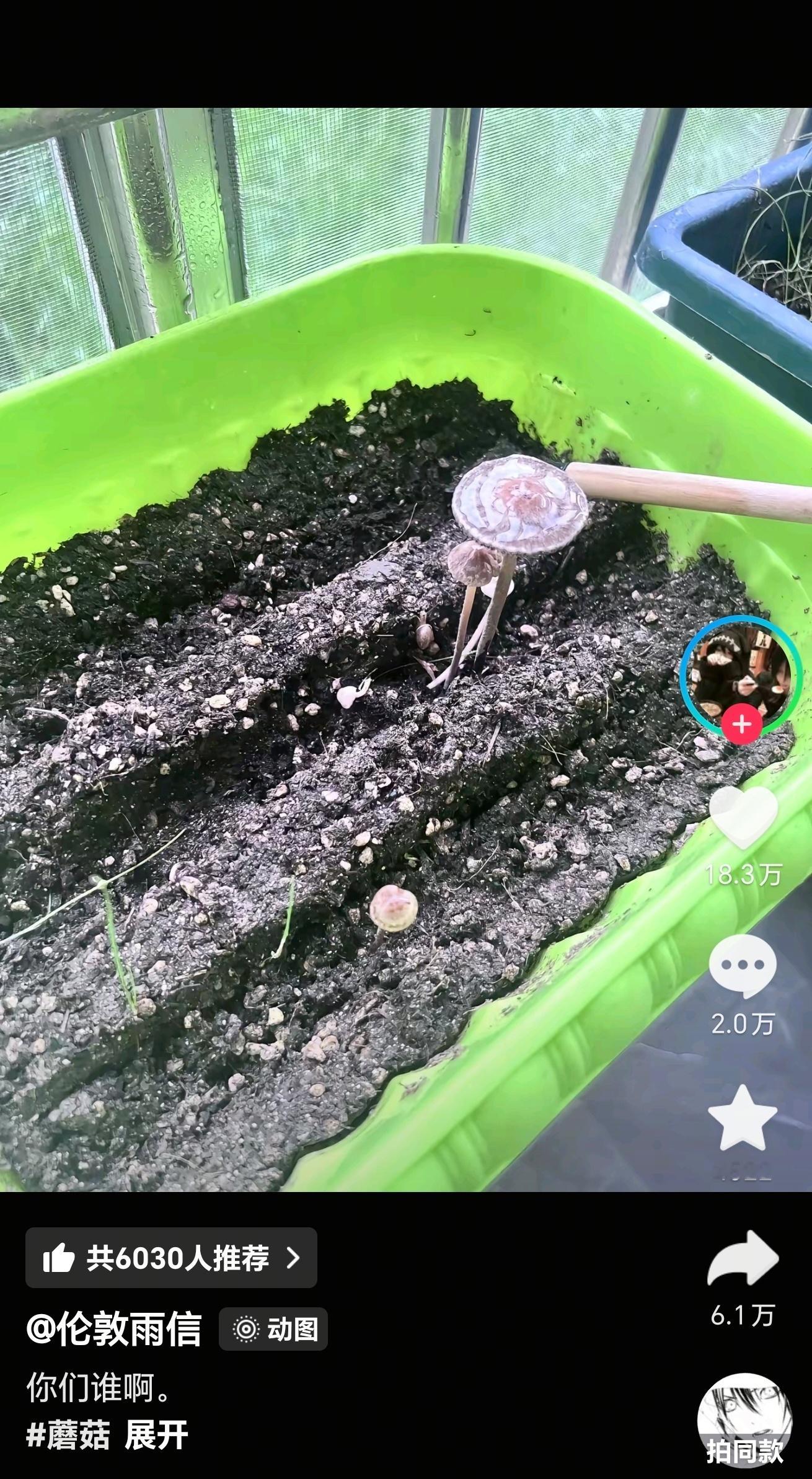 不看评论我甚至没有意识到葱的存在 