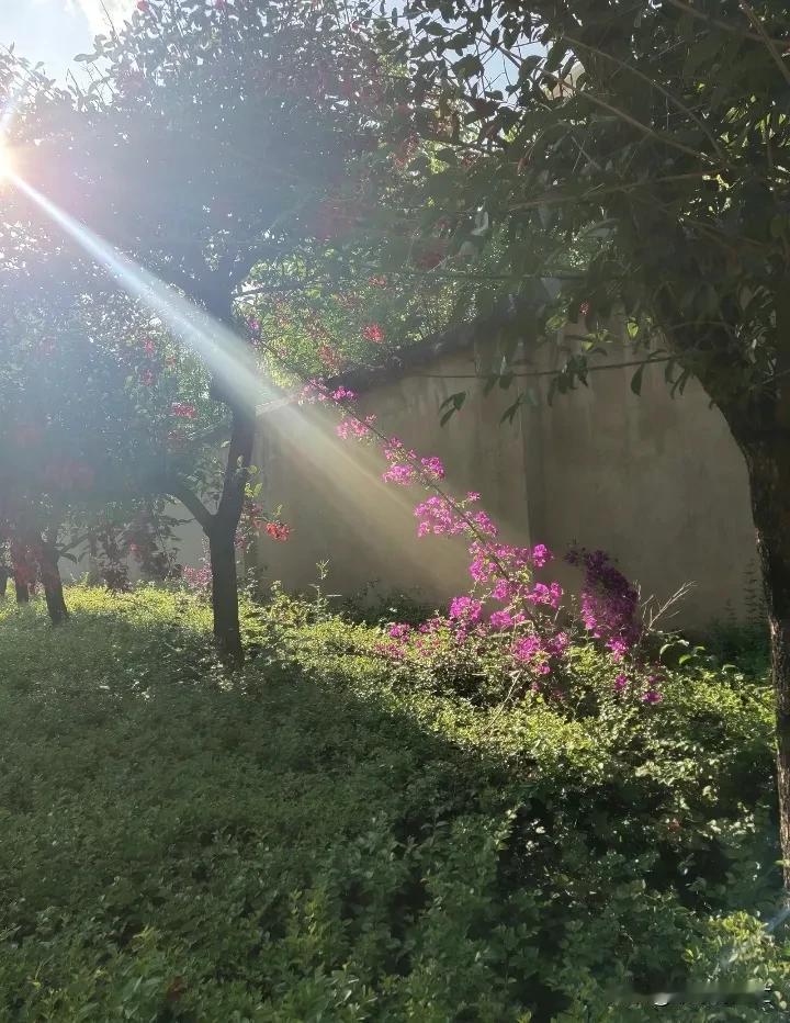 阳光独爱这支花