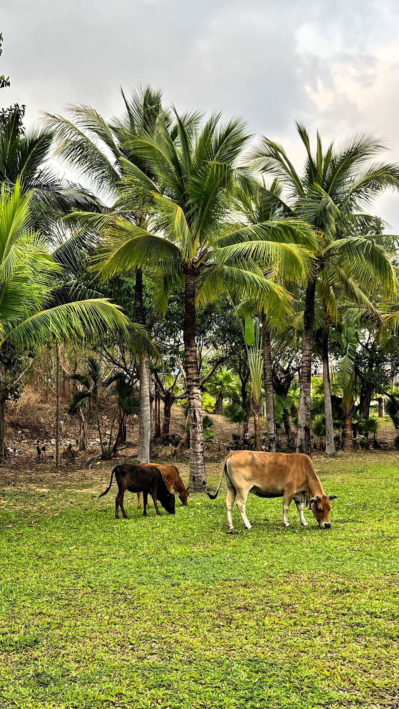 三亚见闻：蓝蓝的天空下，一片绿油油的草地铺展开来，旁边的椰子树下，几头黄牛慢悠悠