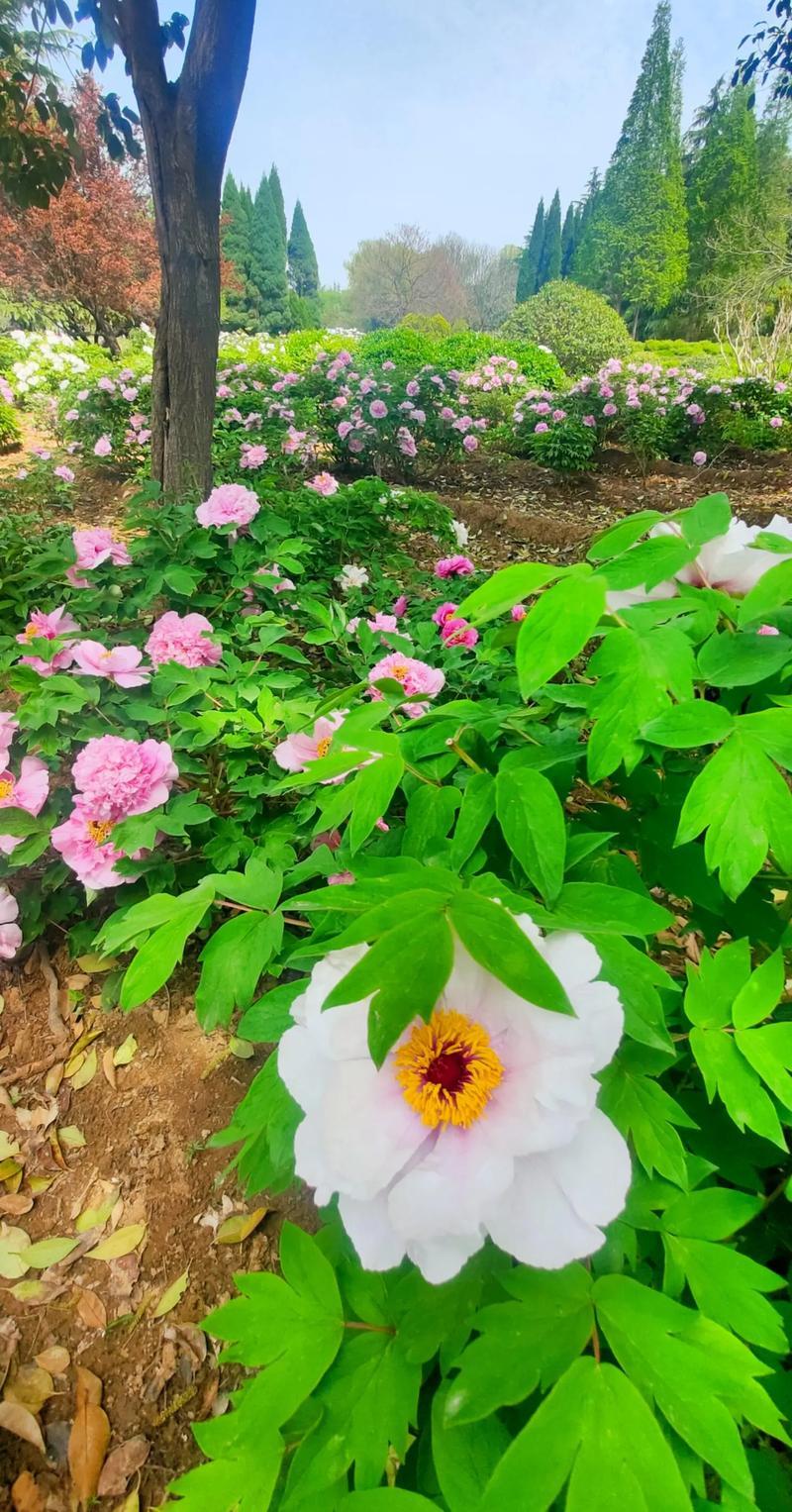 你发现没：越是孝顺、陪在老人身边的子女，往往是最不招老人待见的
 
不知道大家有