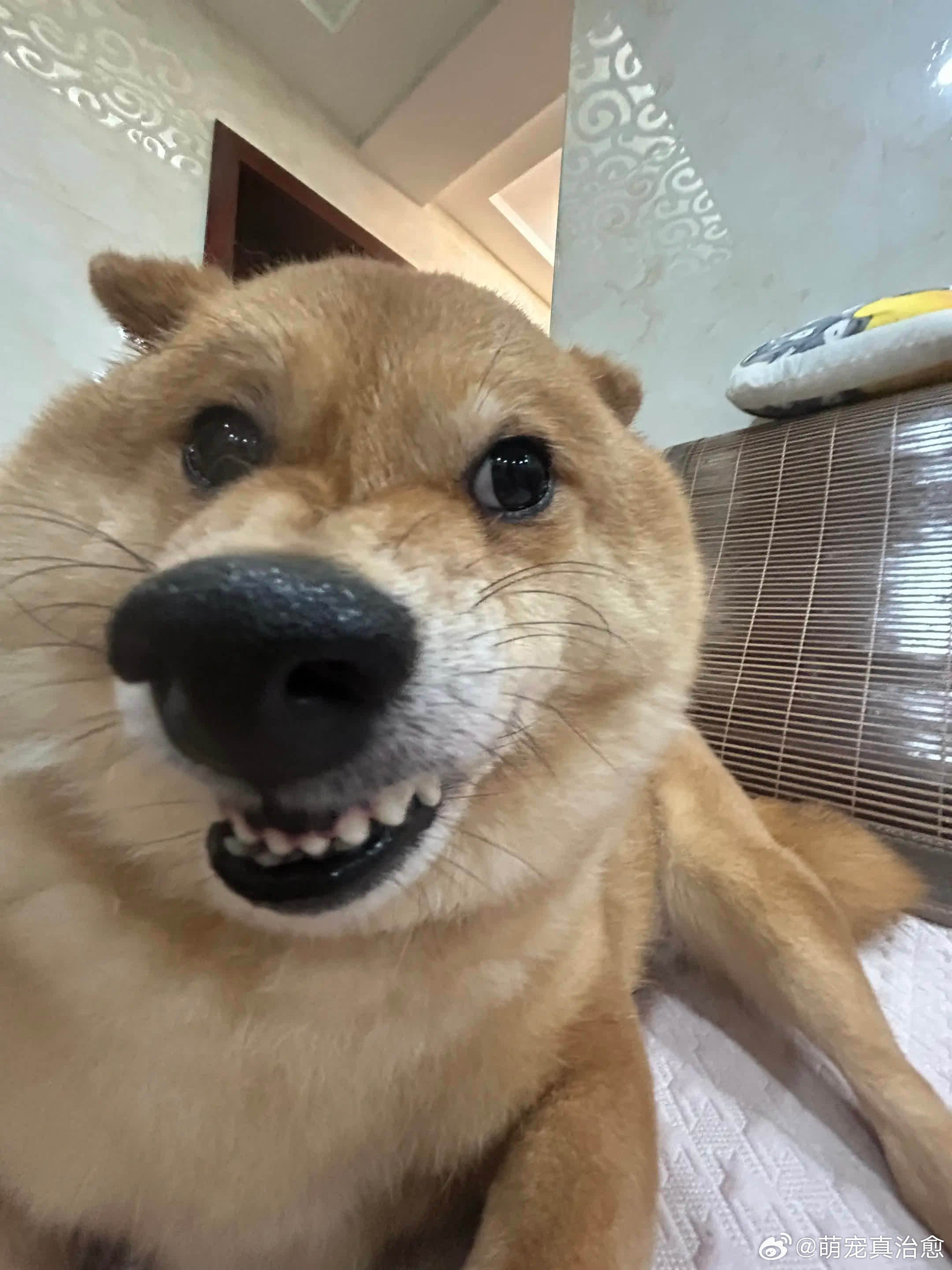 不回我消息是吧。萌宠宠物