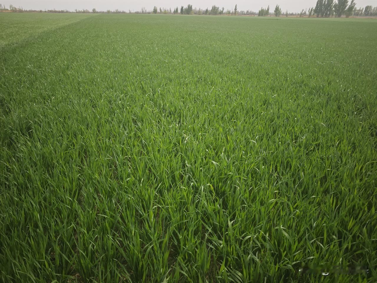 春日生活打卡季 绿意盎然的麦田，生机勃勃的春天！🌿🌾满眼绿意的麦田，生机勃勃