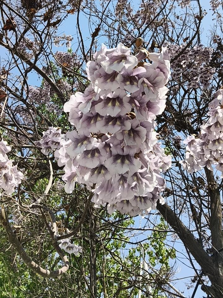 晒出你的本地生活昨天出去给车充电发现这个充电站这种花开的非常的多又非常的漂亮，就