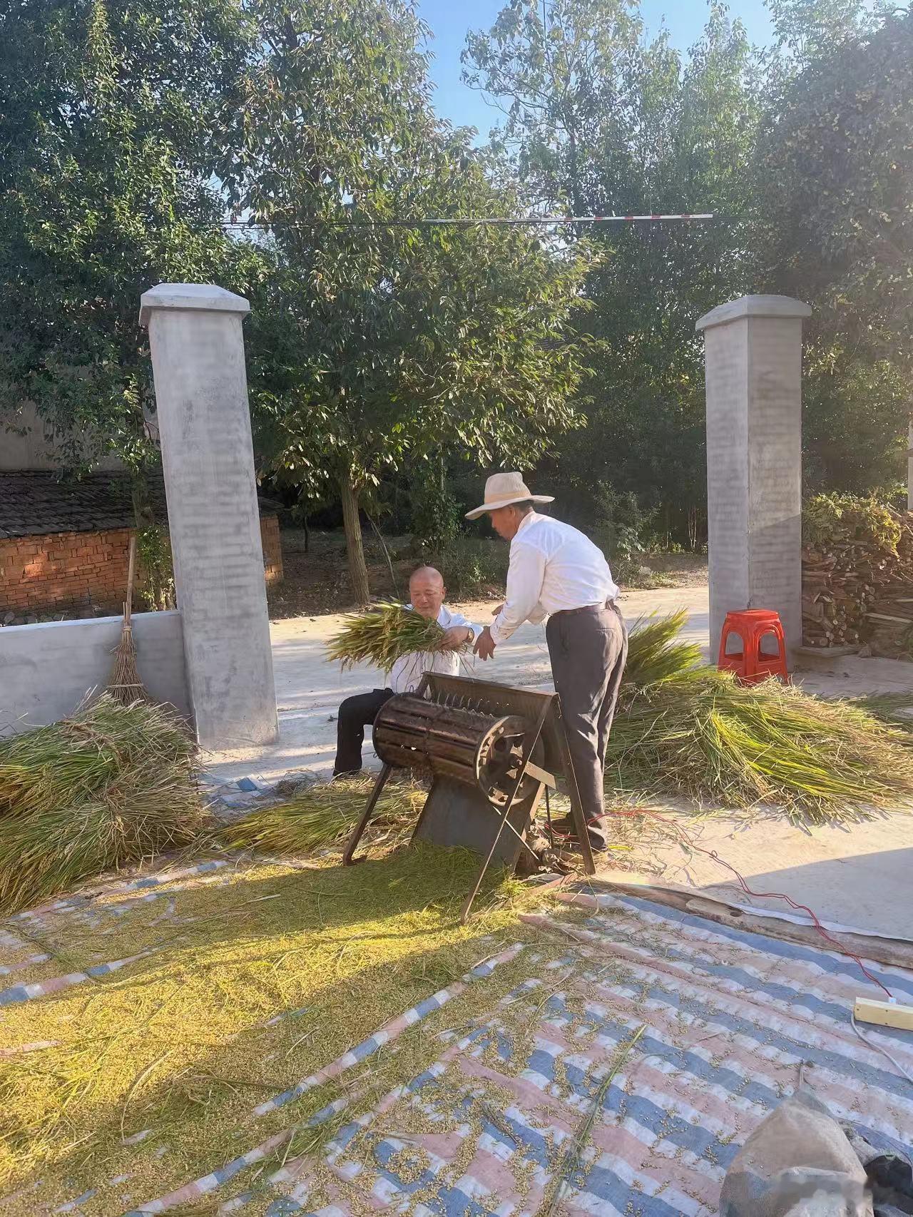 今天帮老爷子搞稻子，老爷子75岁了，什么都放不下，他放不下农活，我是放不下他，他