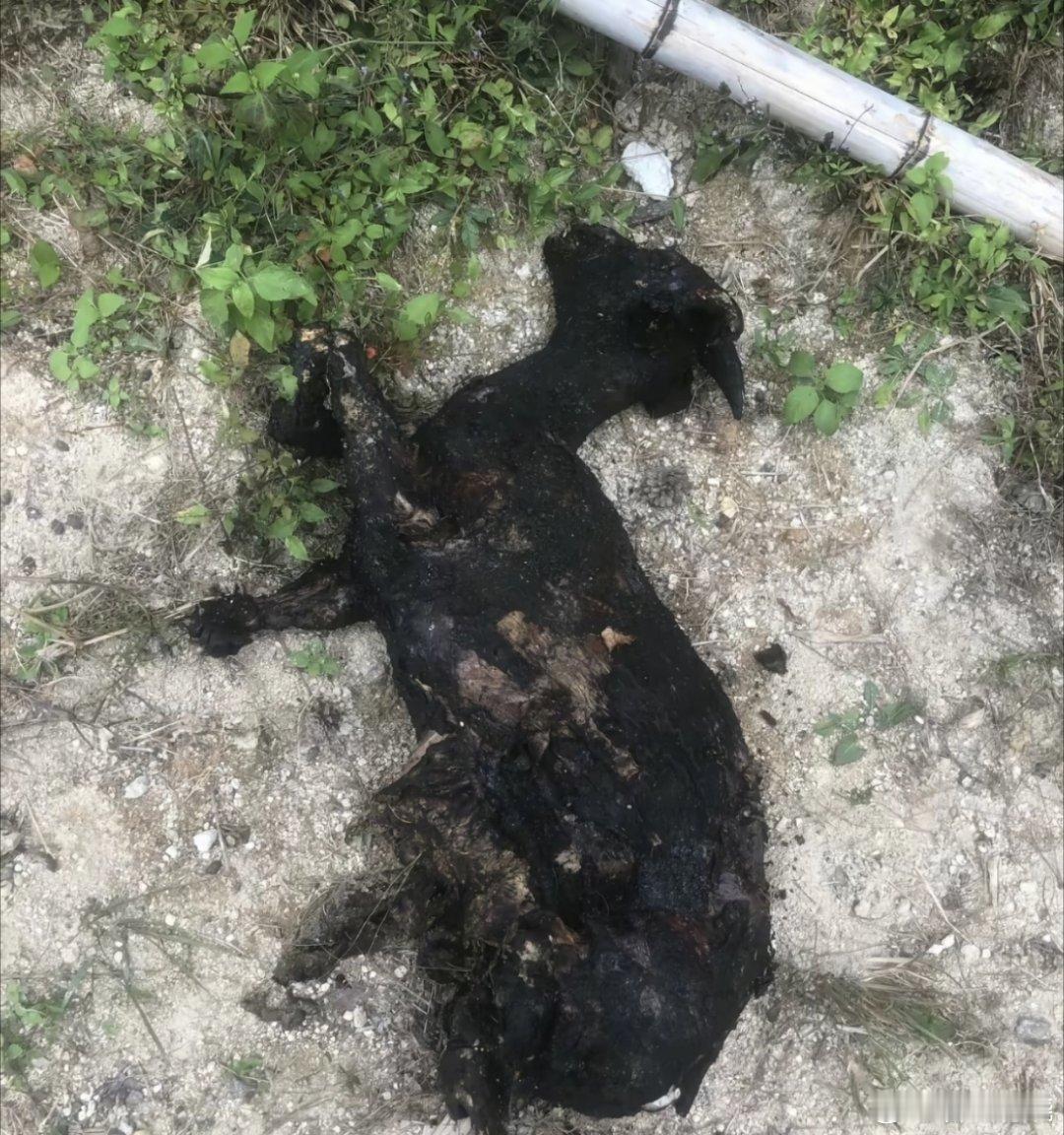 羊圈着火养殖户称数十只羊被烧死看到网友说可以抱  紧后，给蜀黍出主意去运营商那里