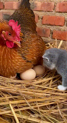 谁能拒绝这么治愈的一幕啊，看完心都要化了～
 
视频里，鸡妈妈正张开翅膀，把一群