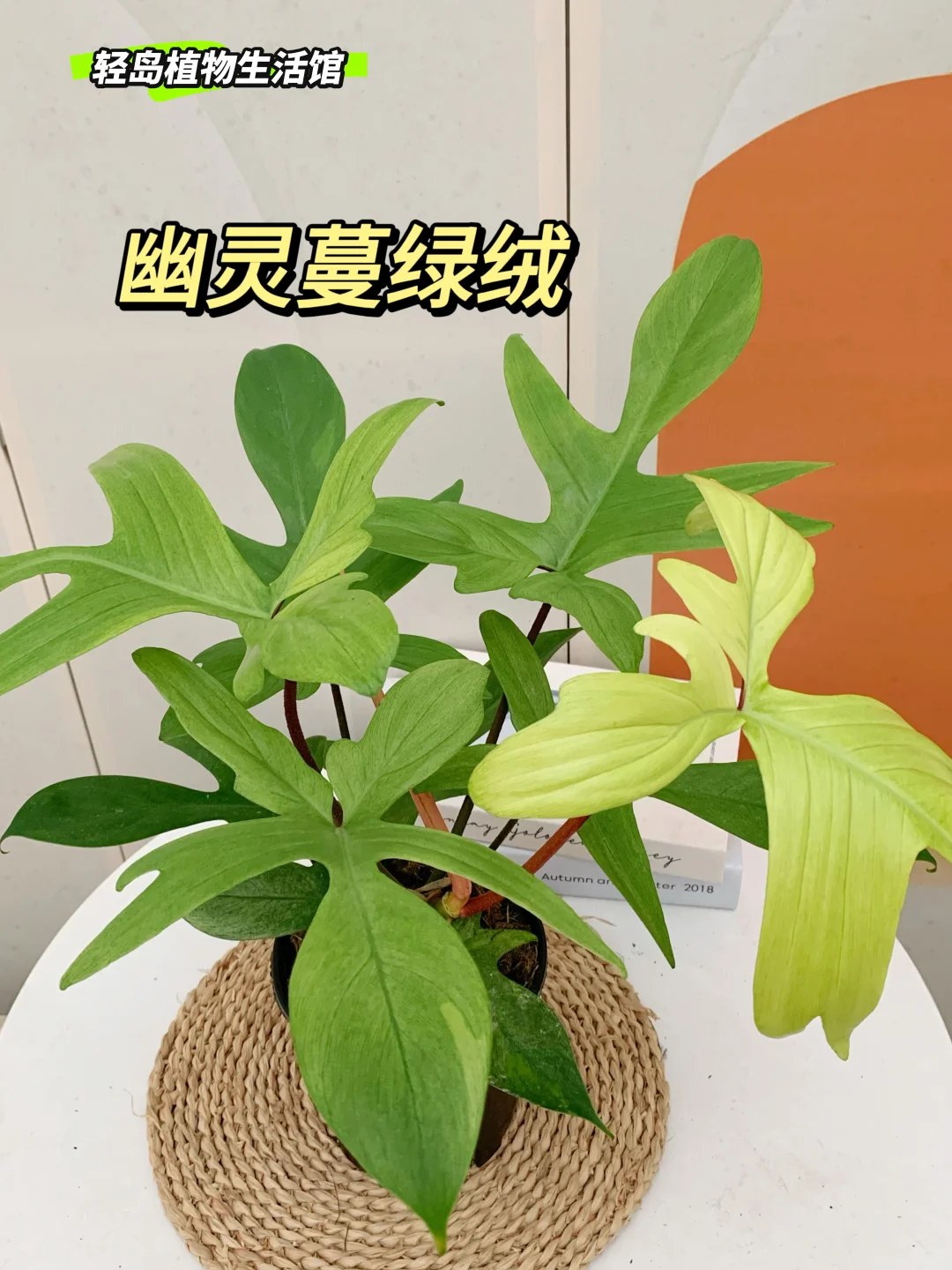 轻岛 | 叶型奇特的幽灵蔓绿绒💛