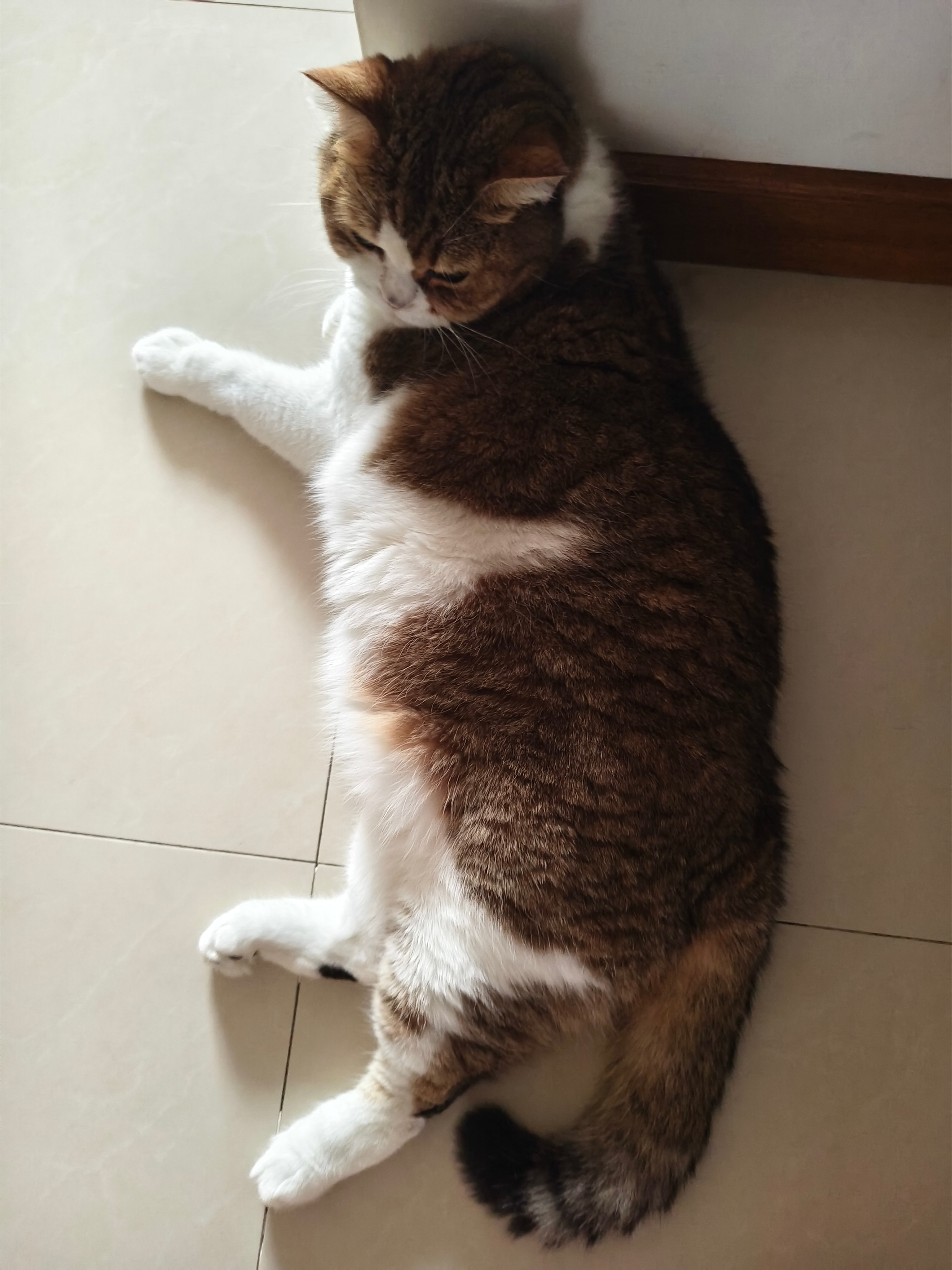 糖糖和栗子和福宝 肥猪一头 