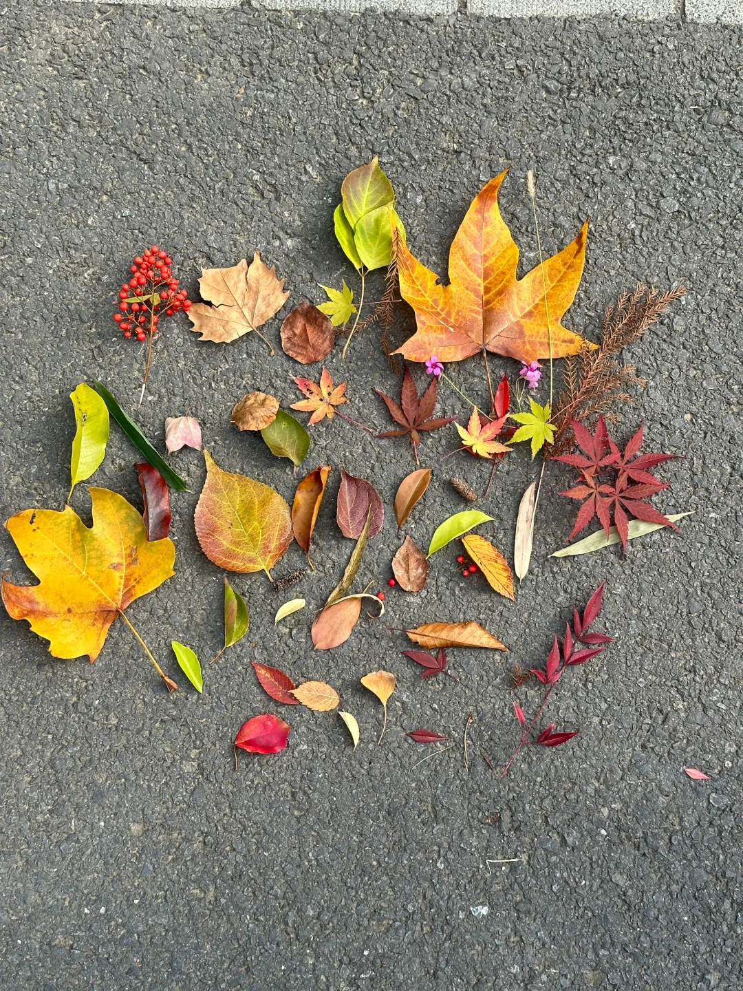 阳光正好💛出来捡个秋