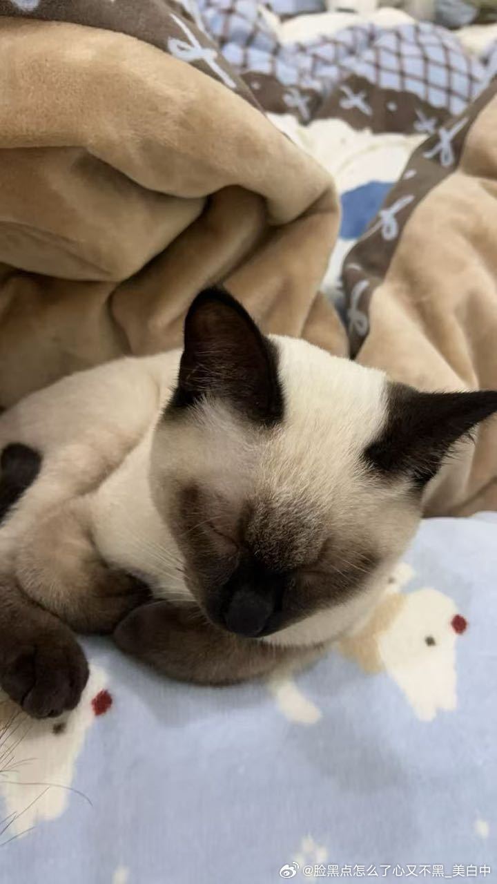 3934只黑脸睡美了睡醉了睡晕了睡神来了 