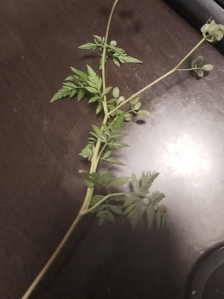 你这个狗东西
听不懂人话吗

大家看图片，这是一个啥？最近，我家狗狗总是粘很多在