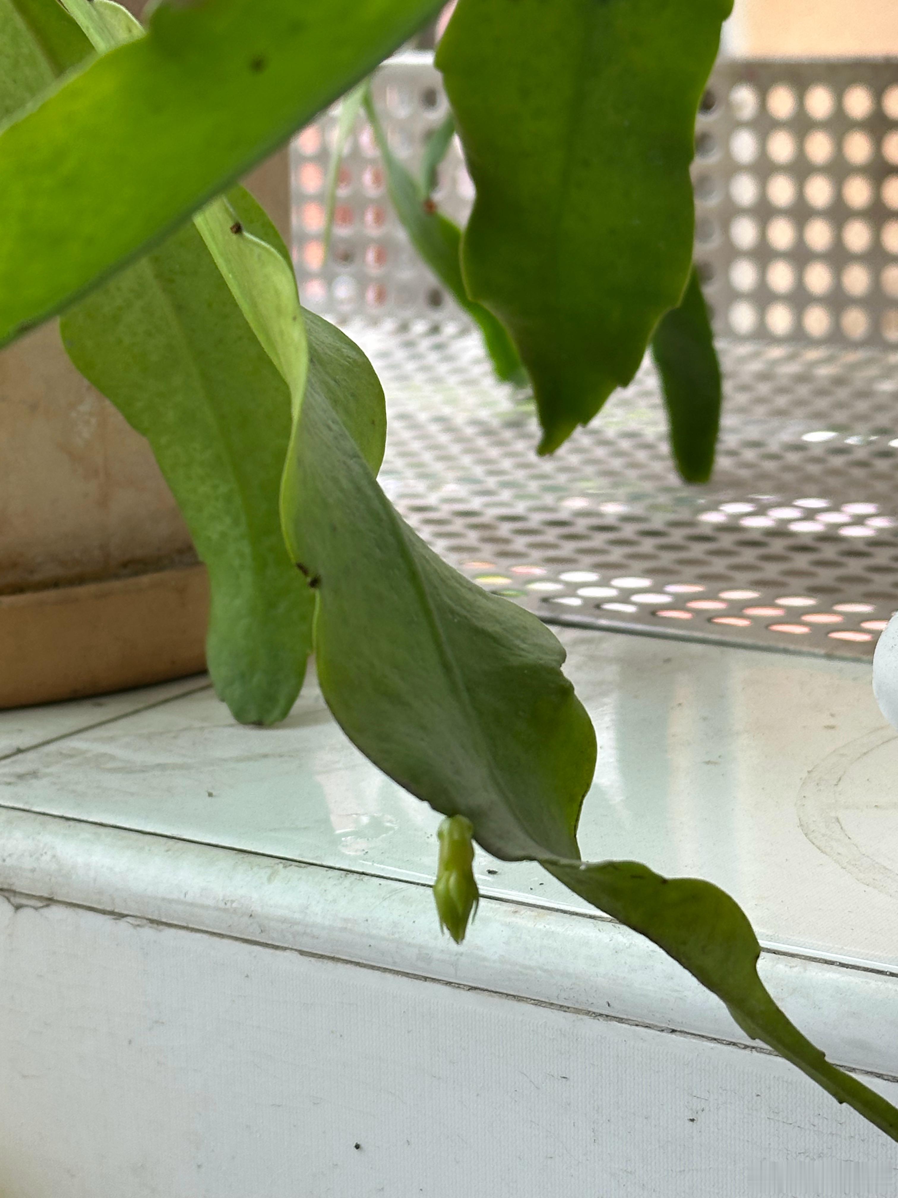 昙花终于长花苞了！！！👀盯住）这次绝对不再错过 