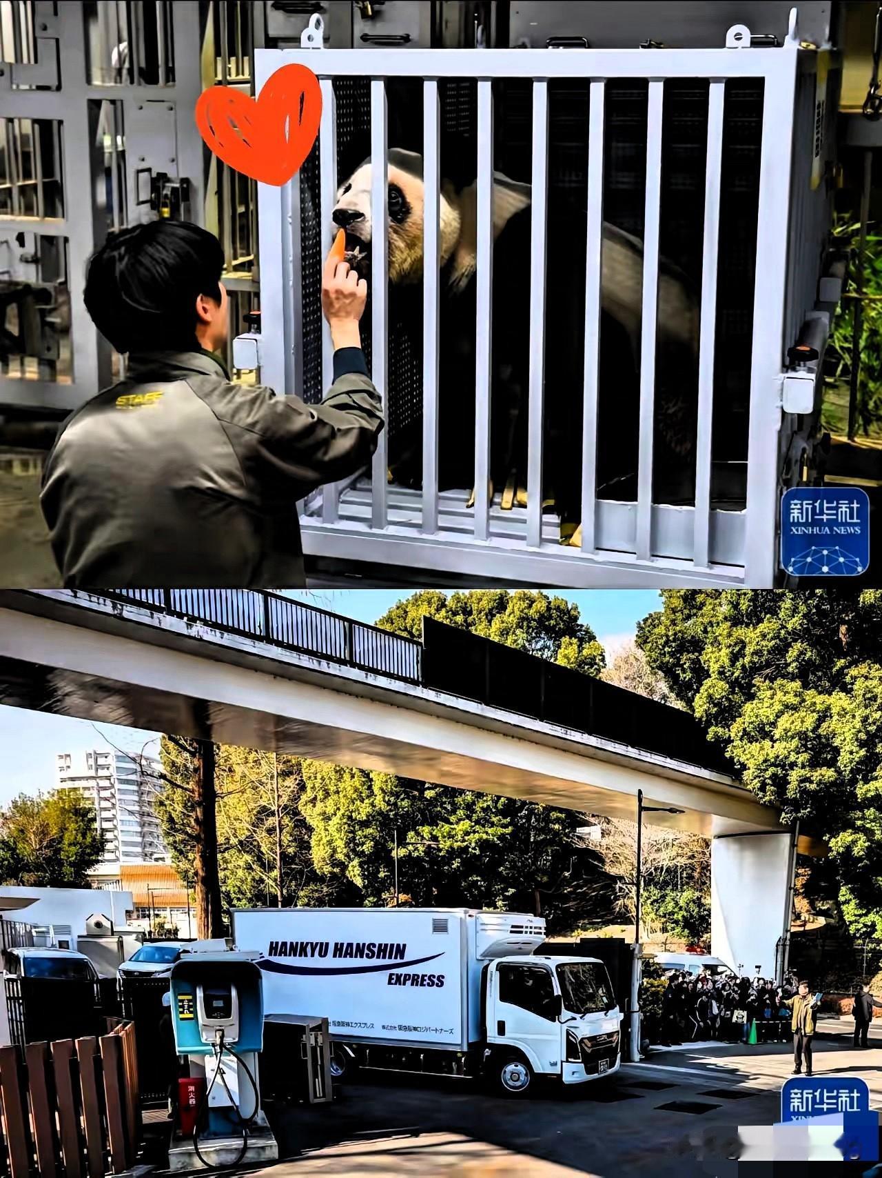 这俩熊猫娃子把刻在基因里的“家乡魂”和双标玩到极致了！1月28日晓晓蕾蕾落地成都