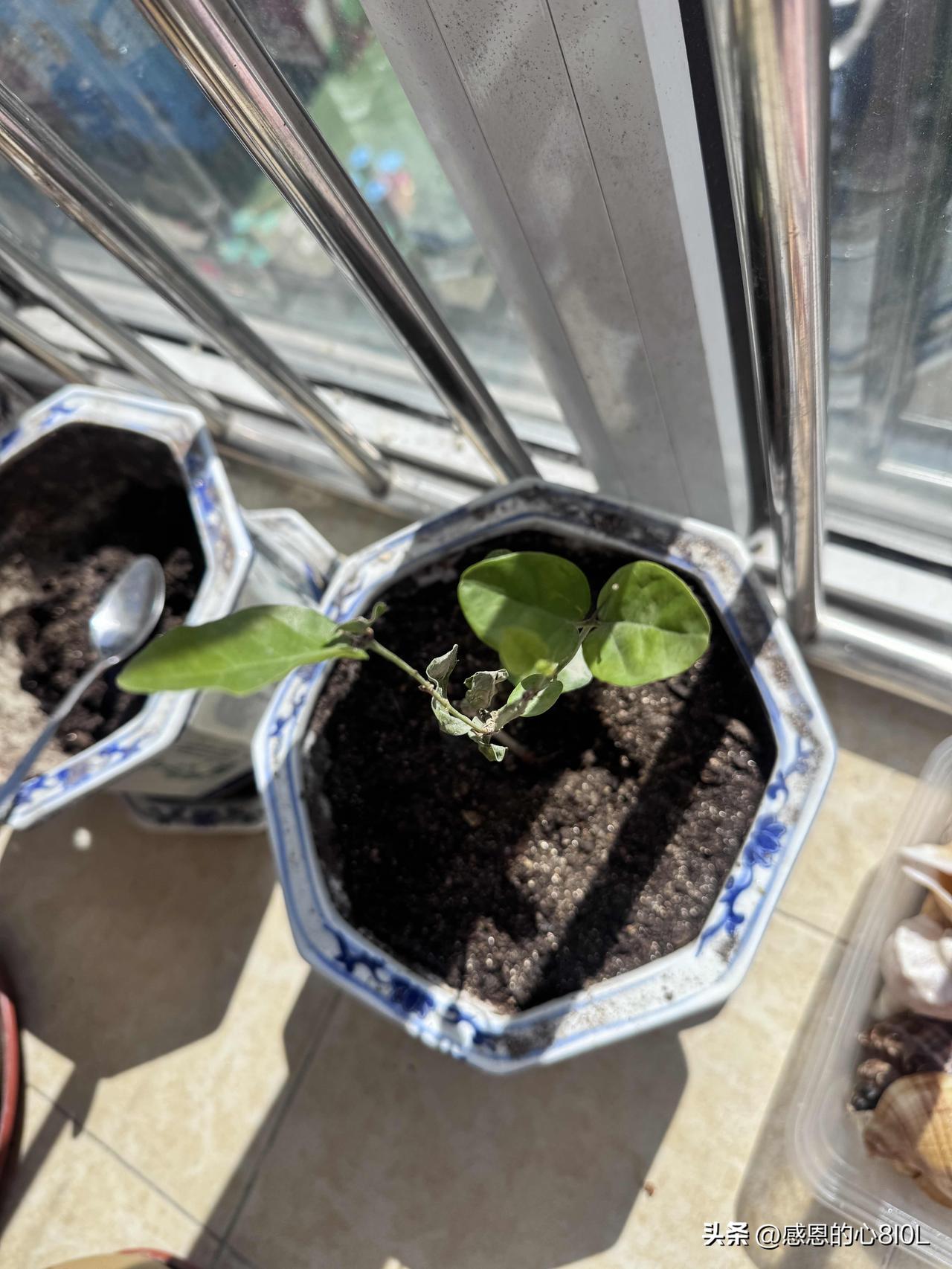 从拼多多淘来的茉莉我已经种下了一棵，剩下四棵看样子是彻底枯败了。

前阵子我去老