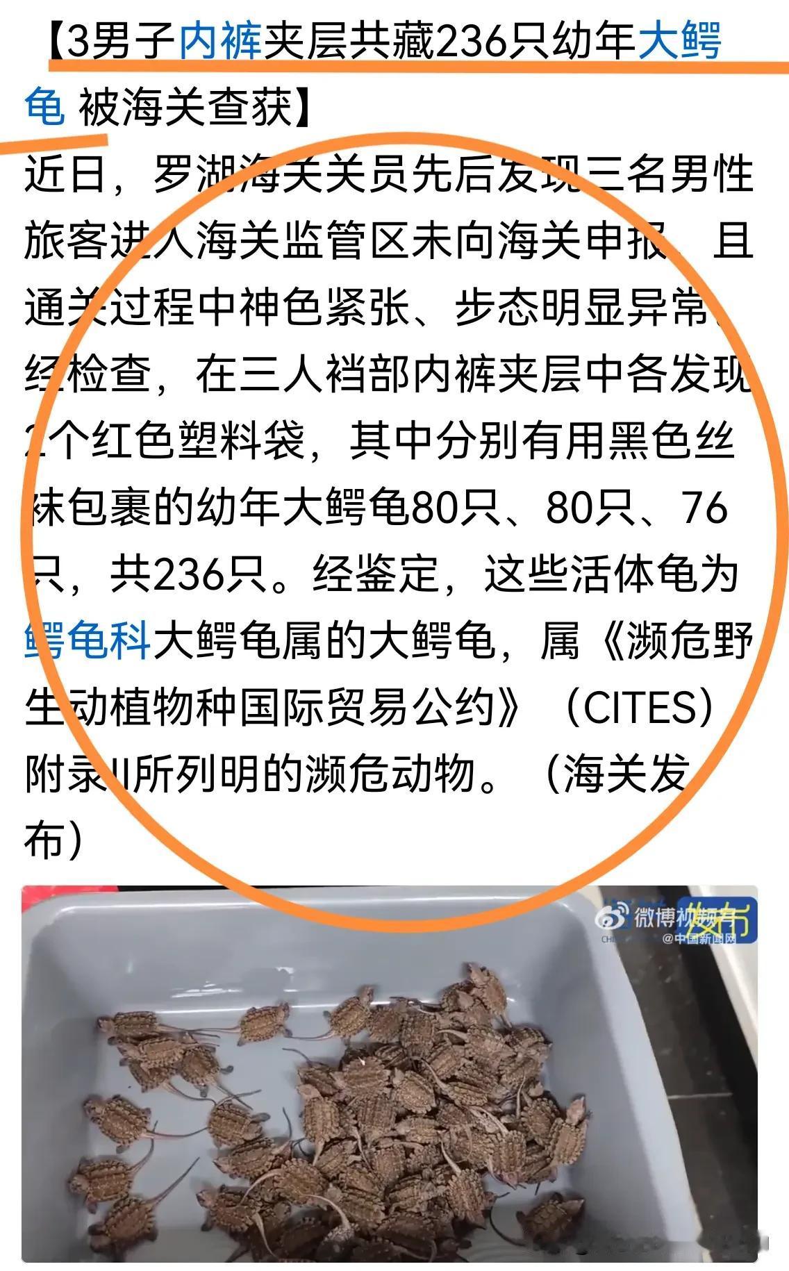 绝！同“龟”于尽！236只大鳄龟藏3男子内裤头，不怕龟咬“龟”？私带进入中国，最