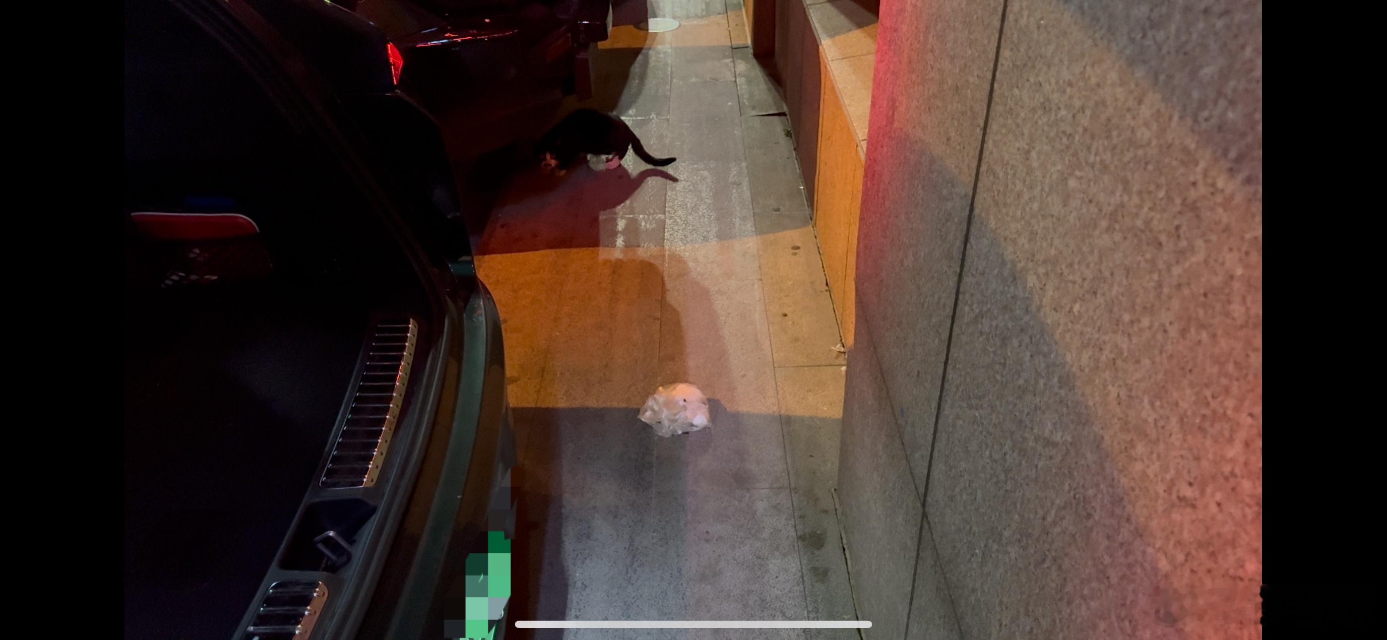 刚去车上拿东西，打扰了一个正在吃东西的猫（吃塑料口袋里的东西），他竟然给我竖中指