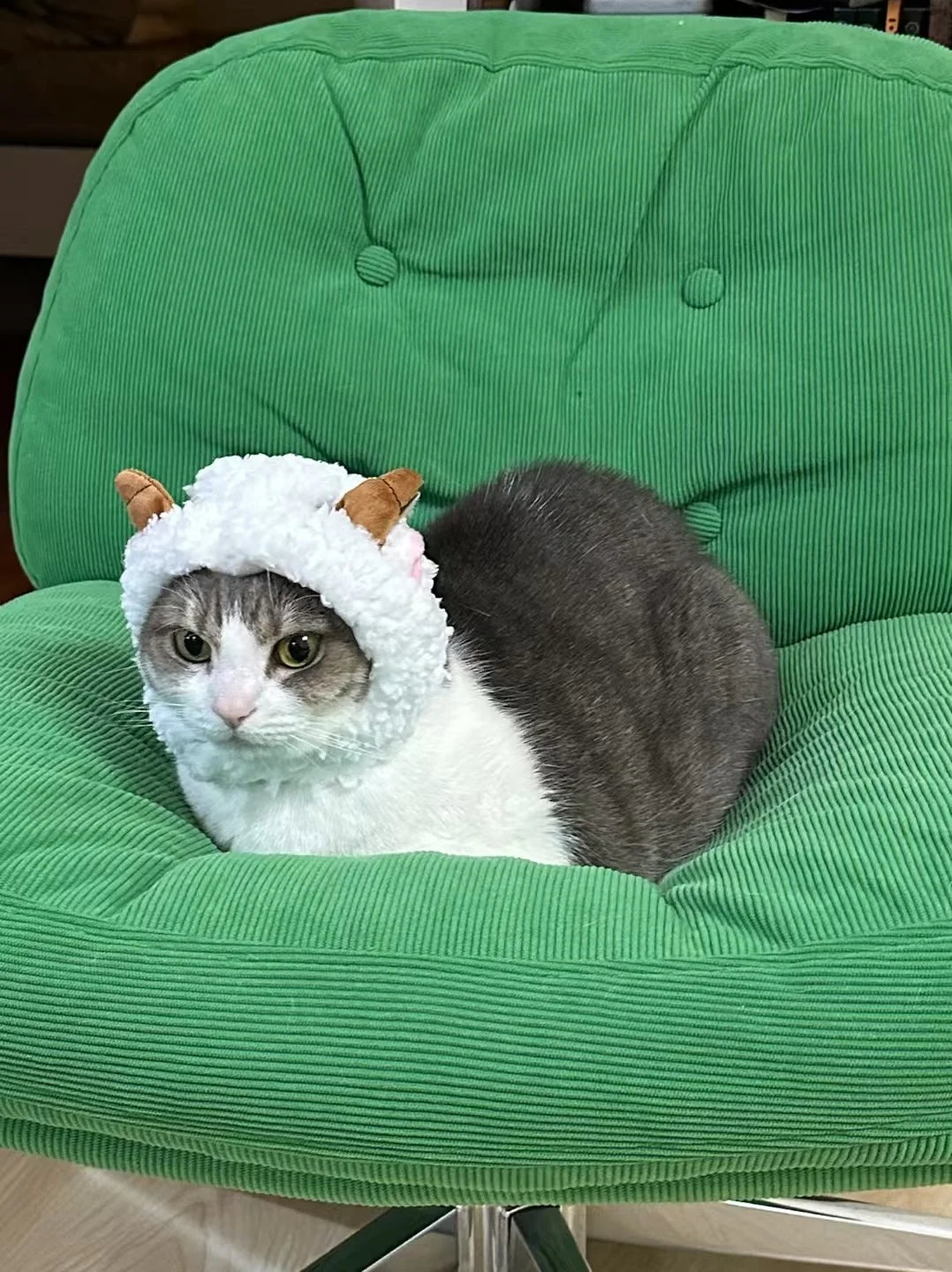 家里怎么有只羊啊！！