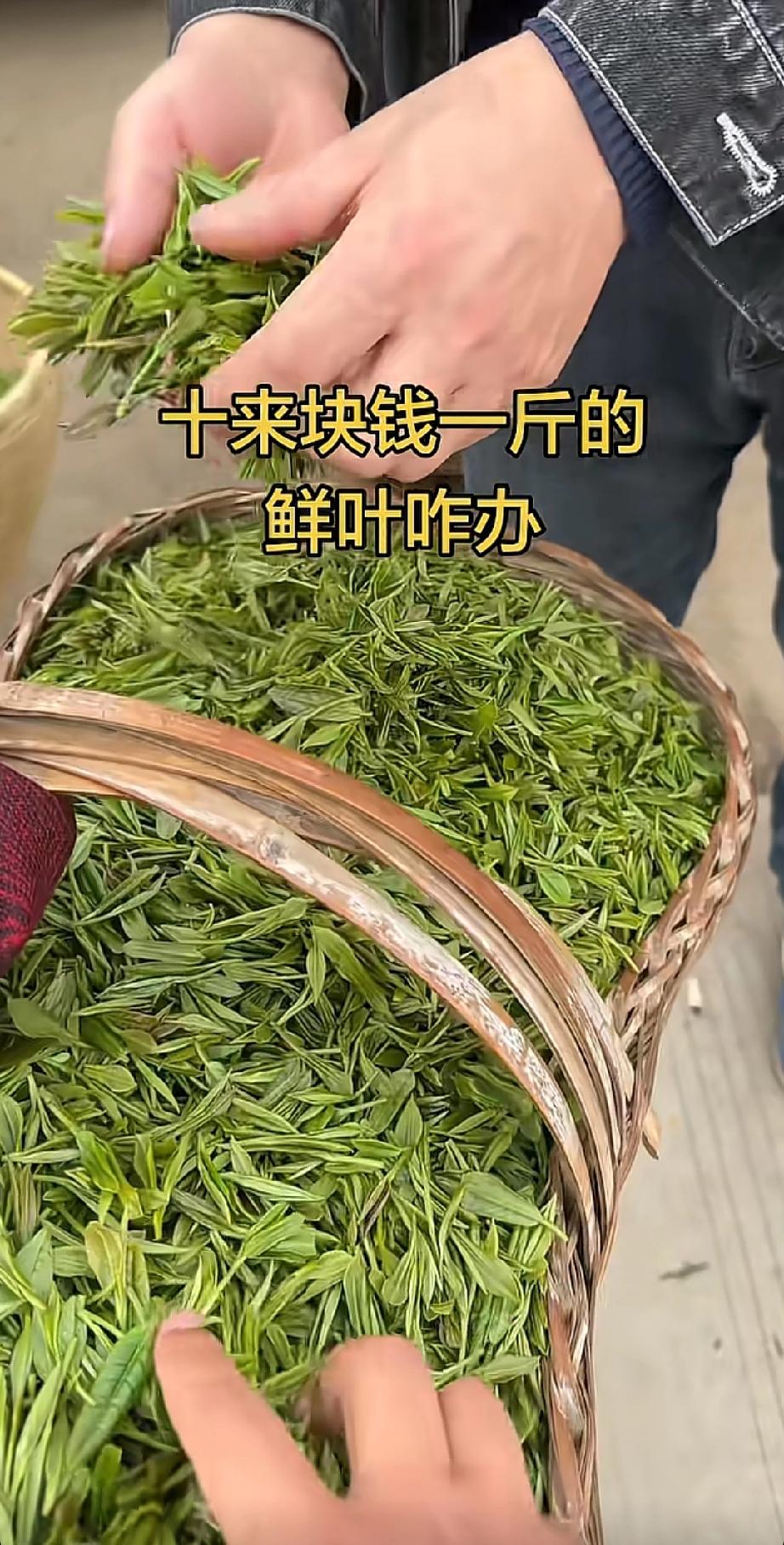 今年信阳毛尖芽叶滞销，应该是网络谣言惹的祸。在明前茶还没下来的时候，网上就有人造