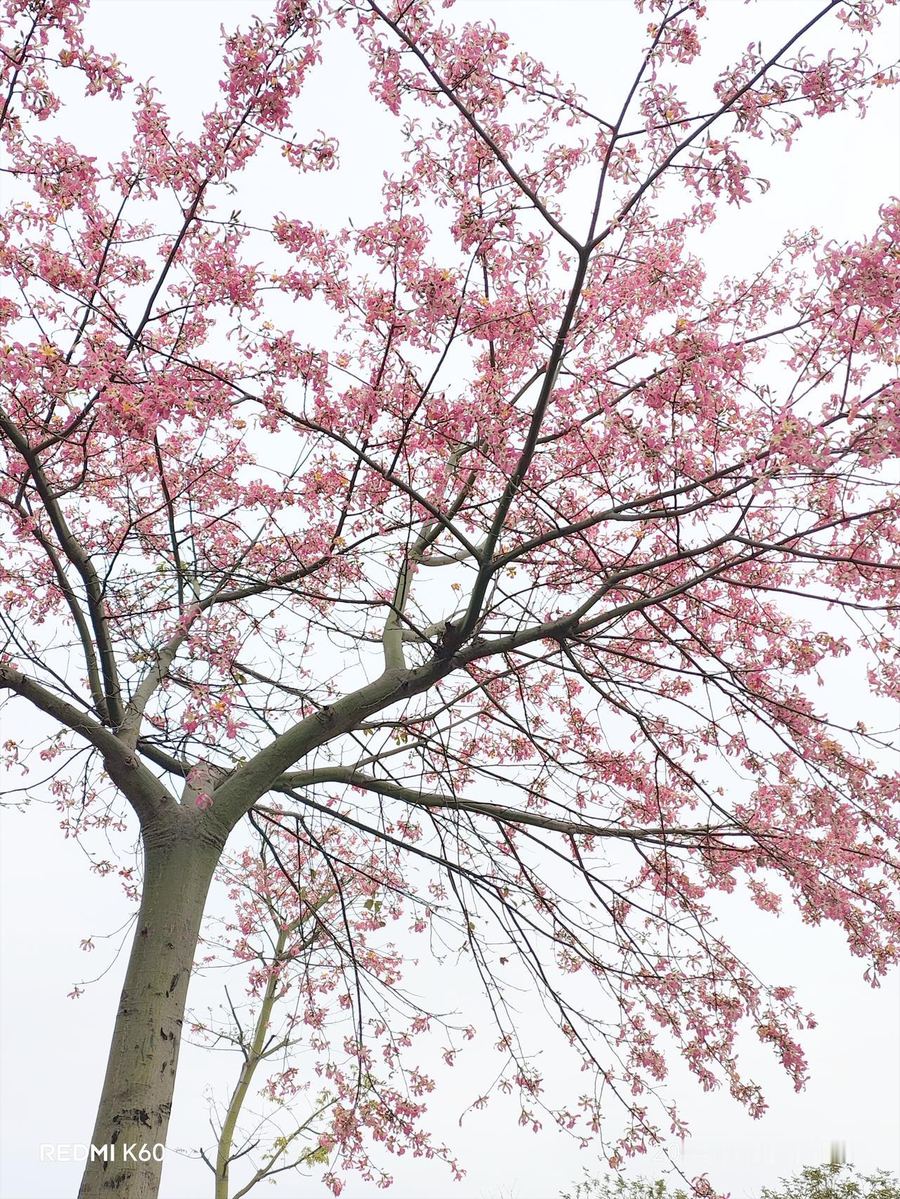 周末愉快啊，美花🌸美心情[比心]