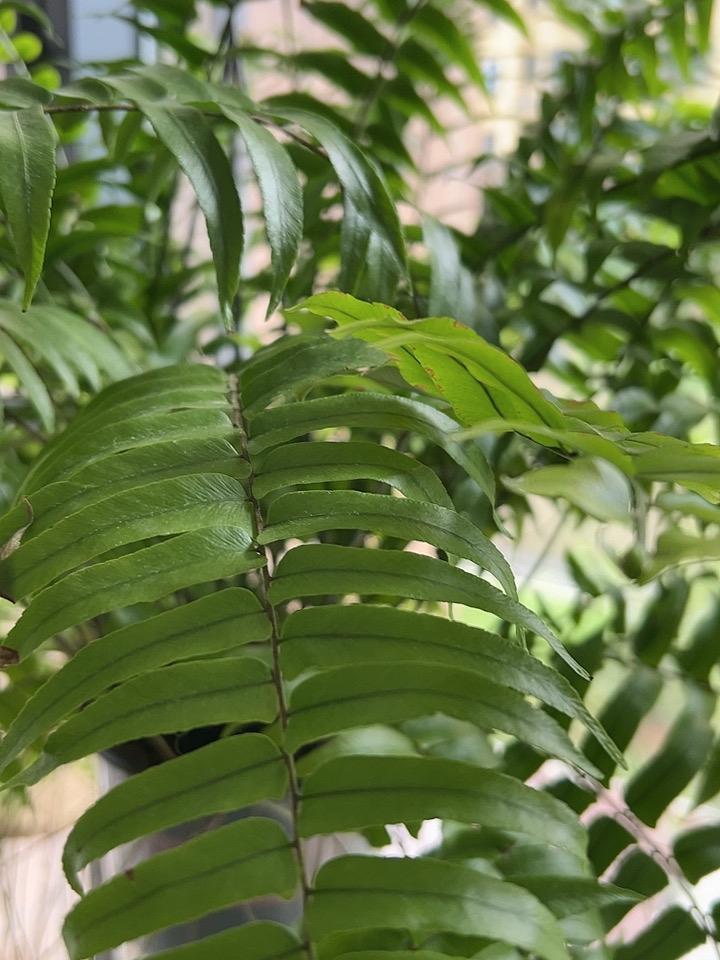 阳台的绿植波士顿蕨，绿油油的，生机勃勃，很有大自然的味道！