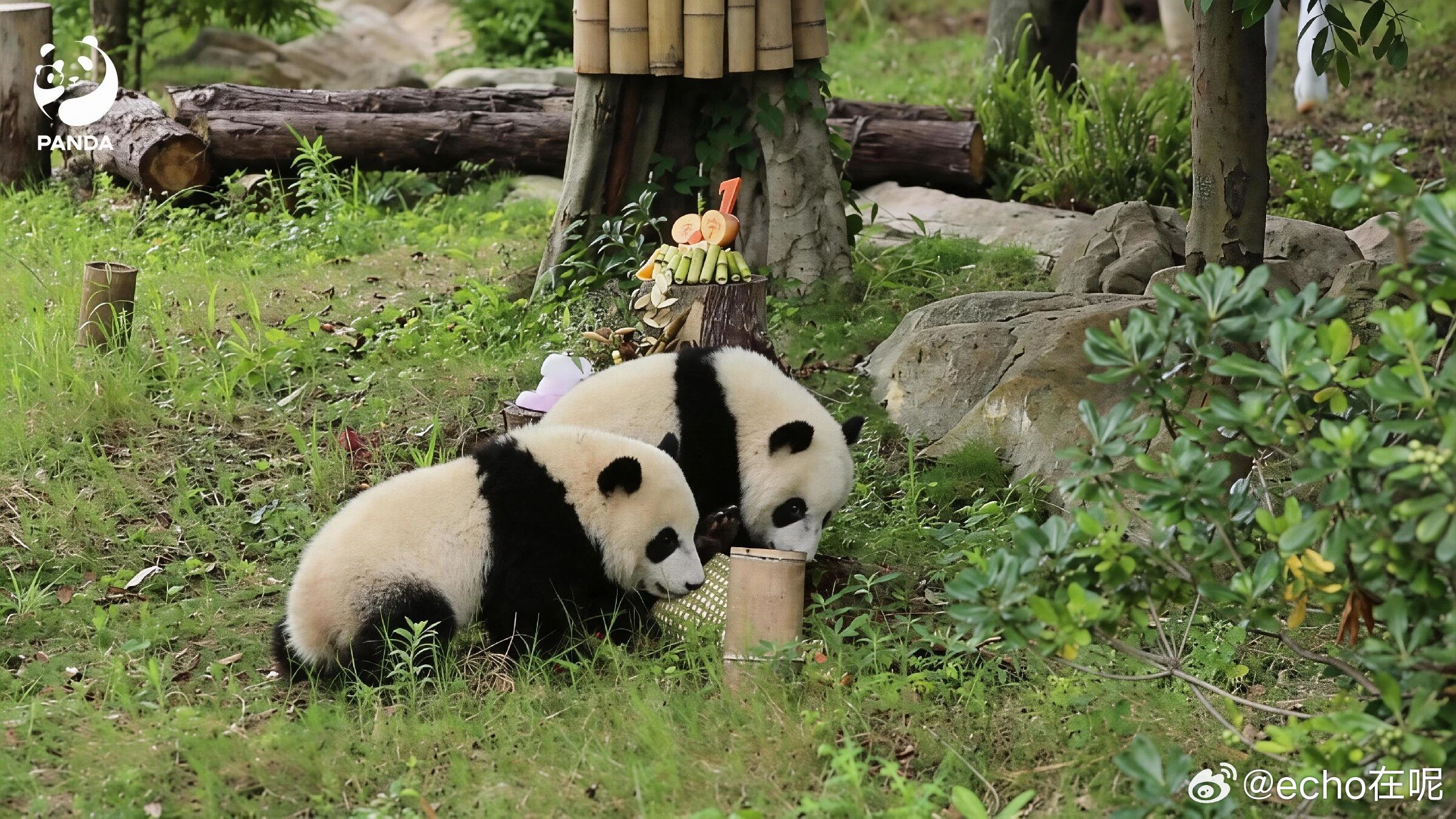 大熊猫福康福宁  福康福宁1岁生日快乐（cr：成都大熊猫繁育研究基地公众号） 成