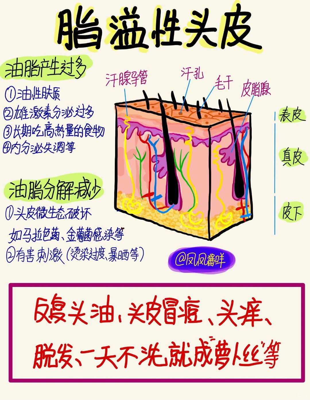 🔔手绘笔记|油痘屑头皮自救 建议点赞收藏