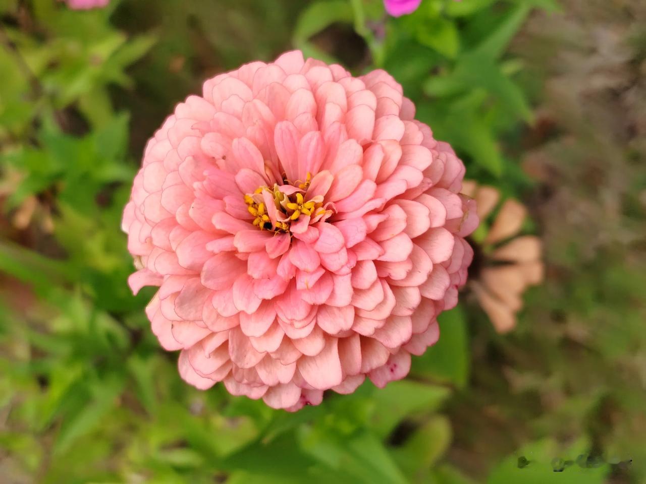#秋日随拍#
       秋日里，这些秋日盛开的花朵，不仅美化了我们的环境，更