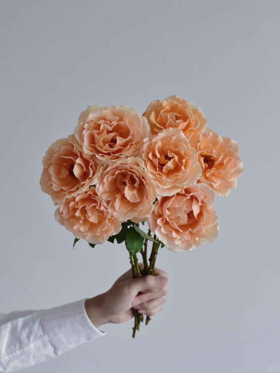 花栖玫瑰园·杰乔伊