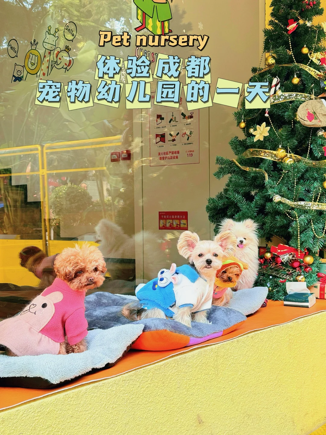 狗狗也能上“幼儿园”|这家宠物店太治愈了～