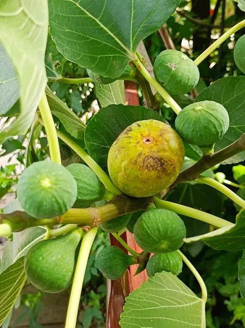 无花果虽好却不贪要吃哦。
无花果真是一种神奇的果，吃着爽口好吃，但吃对了有益，吃
