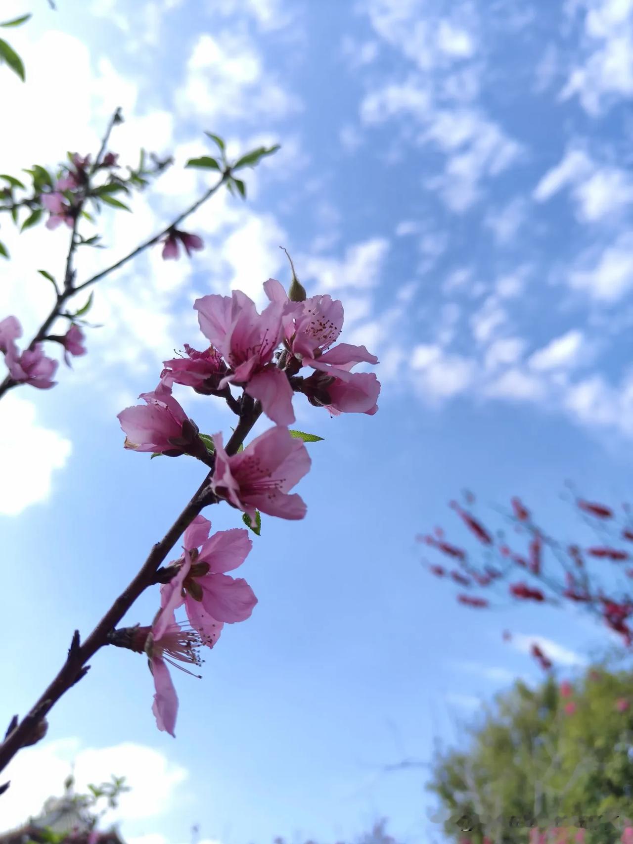 分享手机里的花花草草今日的快乐是花花给的！