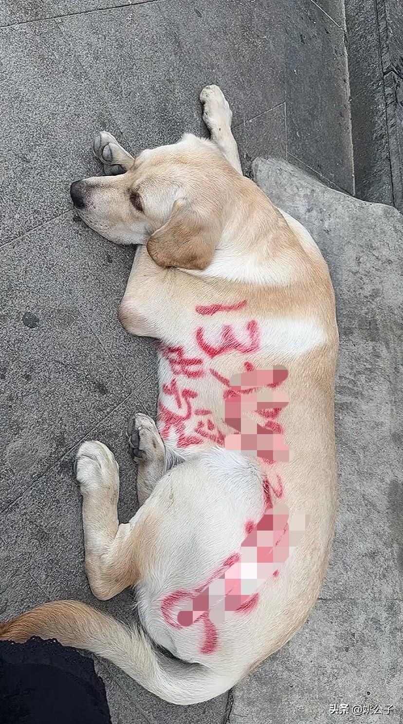 这是真的爱狗！担心狗狗丢失，狗主人把电话号码喷狗身上，却被质疑“不爱狗！”

9