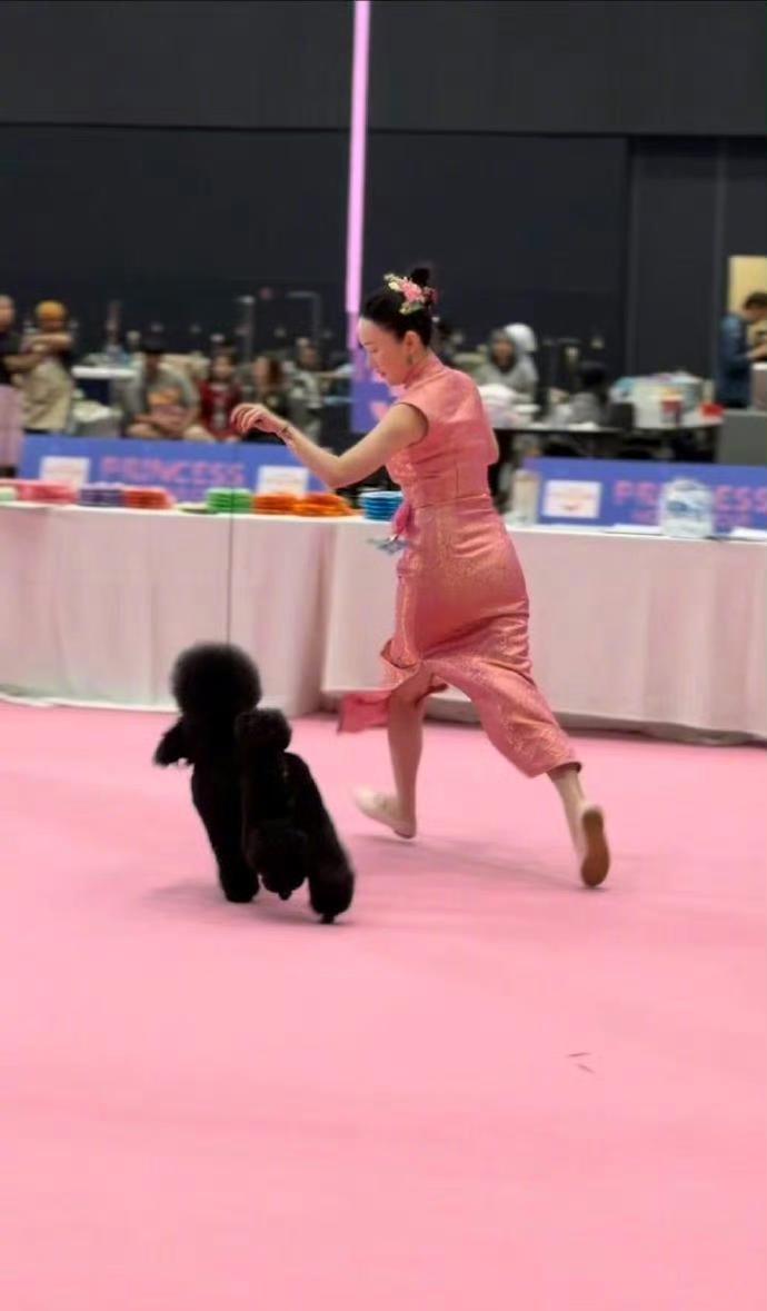 霍思燕带狗夺冠！

中国狗狗在国际赛场太给力了，

背后故事太燃了！

霍思燕先