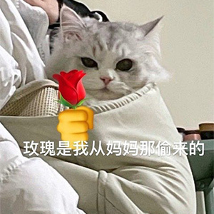 手持猫咪表情包 ​​​
