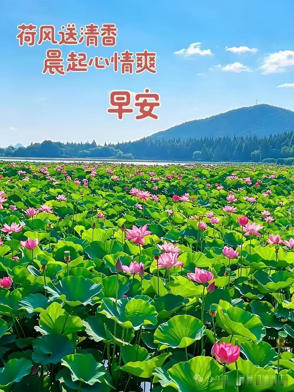 晨起见荷，心自安然。日子清浅，岁月无恙。一半烟火，一半清欢。慢品人间烟火色，闲观