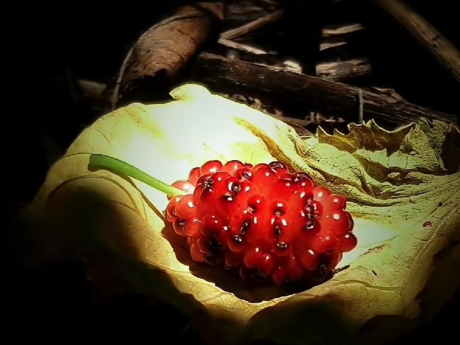 桑椹果，像美丽的红玛瑙，卧在一片叶子上。
桑椹在东北不多见。记忆中，五叔家后园有